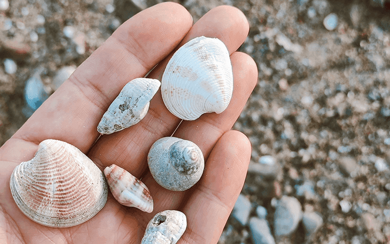 Sea Glass & Beachcombing